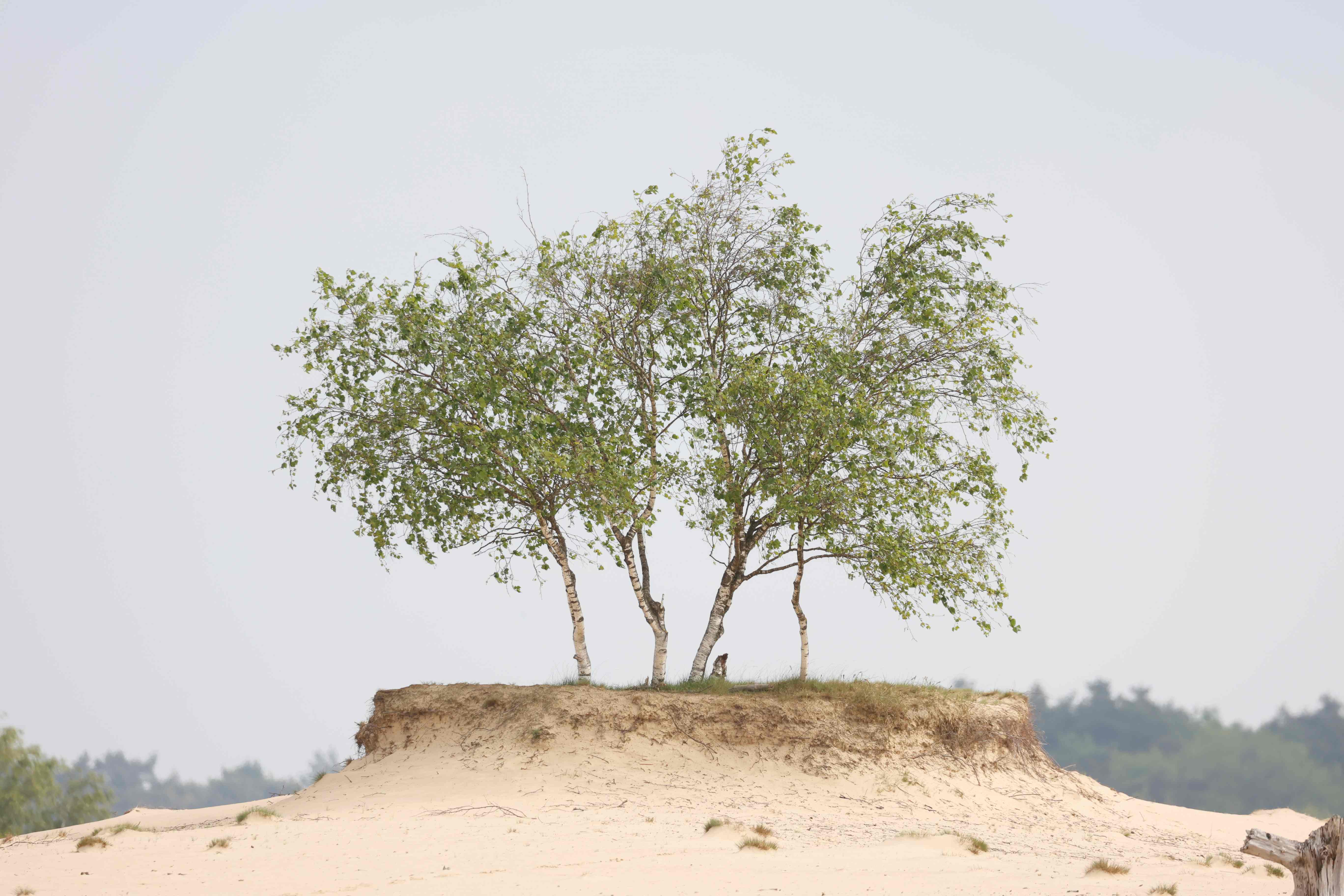 Bonsai berken (Loonse En Drunense Duinen). Foto van Gerda van der Meer.